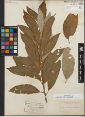 Foto von Salix humilis Marshall